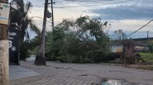 Ciclone extratropical tem ventos de mais de 100 km/h e derruba árvores em SP; veja fotos
