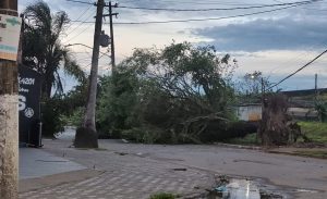 Ciclone extratropical tem ventos de mais de 100 km/h e derruba árvores em SP; veja fotos