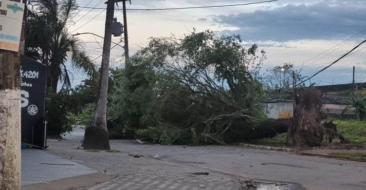 Ciclone extratropical tem ventos de mais de 100 km/h e derruba árvores em SP; veja fotos