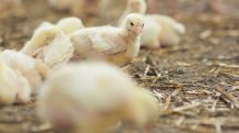 O decreto de emergência havia sido editado em 17 de maio, depois de a Secretaria da Agricultura, Pecuária, Produção Sustentável e Irrigação apontar focos em Montenegro, no Rio Grande do Sul | Foto: Gpointstudio/Freepik