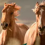 cavalos mortes contaminação ração