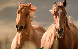 cavalos mortes contaminação ração