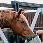 cavalos ração contaminada