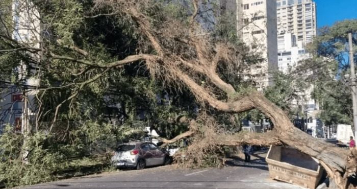 Árvore cai na Rua Haddock Lobo e deixa 700 imóveis sem energia
