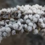 geada