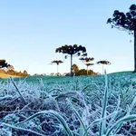 Geadas cobrem a vegetação ao amanhecer na região Sul | Foto: Divulgação/Agência Estadual de Notícias do Paraná