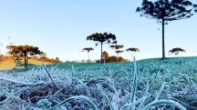 Geadas cobrem a vegetação ao amanhecer na região Sul | Foto: Divulgação/Agência Estadual de Notícias do Paraná