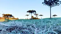 Geadas cobrem a vegetação ao amanhecer na região Sul | Foto: Divulgação/Agência Estadual de Notícias do Paraná
