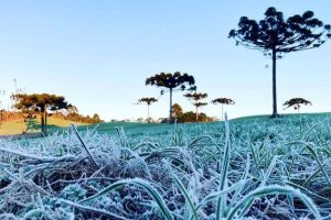 Geadas cobrem a vegetação ao amanhecer na região Sul | Foto: Divulgação/Agência Estadual de Notícias do Paraná