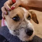 remédio para cachorros