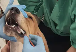 remédio para cachorros 2