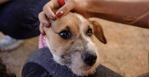 remédio para cachorros