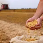 Soybean,Grain,In,A,Hands,Of,Successful,Young,Farmer,,In