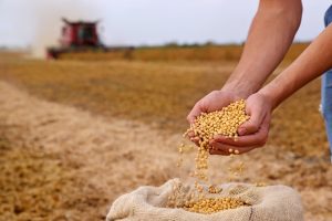Soybean,Grain,In,A,Hands,Of,Successful,Young,Farmer,,In