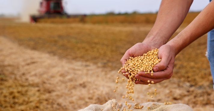 Soybean,Grain,In,A,Hands,Of,Successful,Young,Farmer,,In