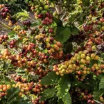 Plantação de café em fazenda brasileira