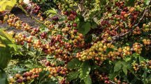 Plantação de café em fazenda brasileira