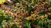Plantação de café em fazenda brasileira