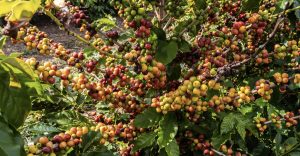 Plantação de café em fazenda brasileira