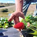 Morango do amor turbina procura pela fruta com agricultores de SP
