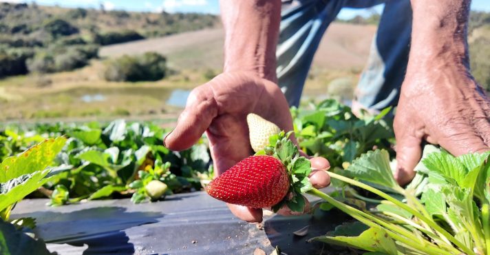Morango do amor turbina procura pela fruta com agricultores de SP