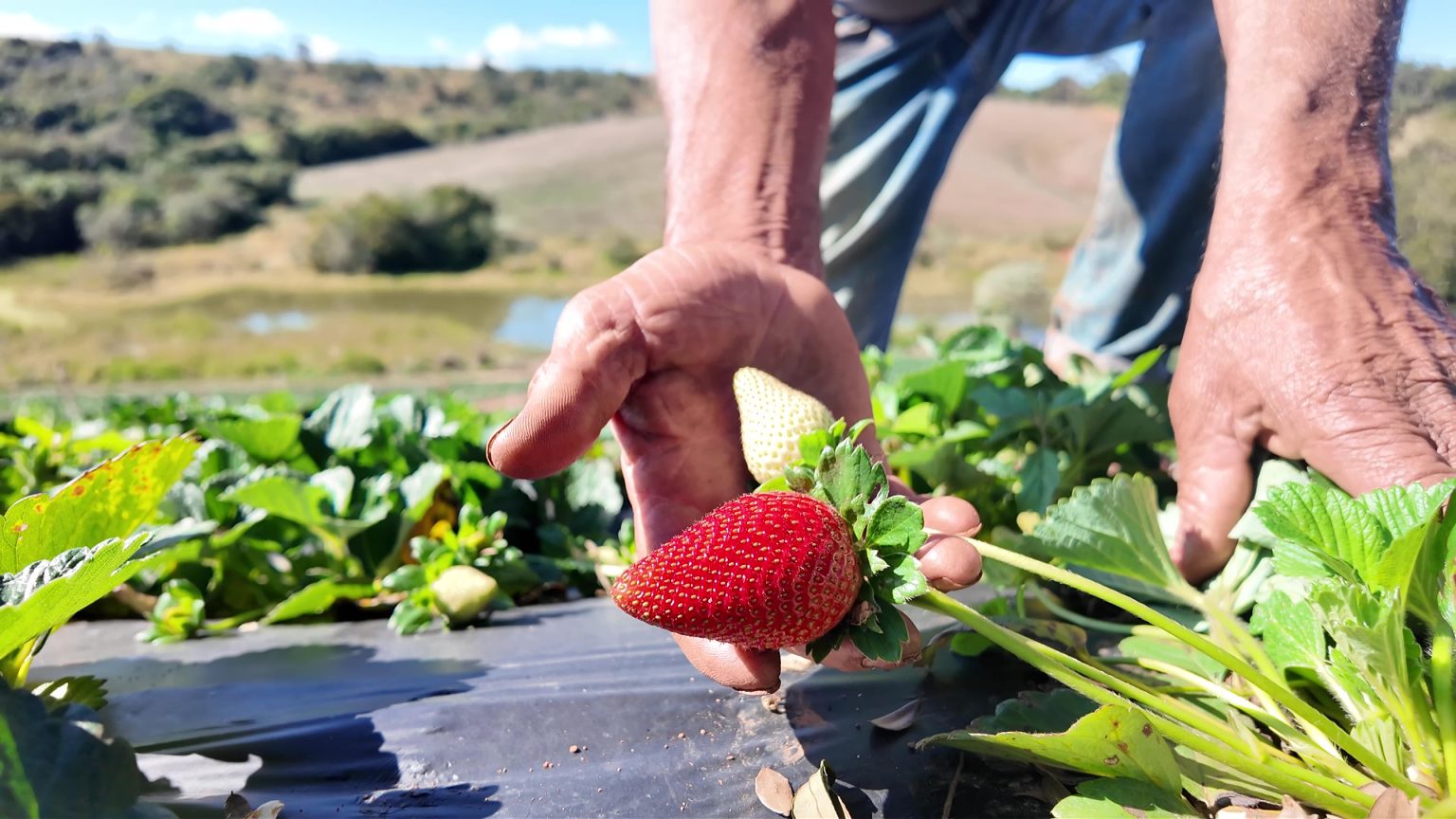 Morango do amor turbina procura pela fruta com agricultores de SP