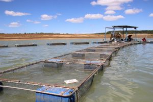 Aquicultura