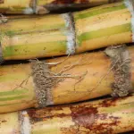 Cana de açucar