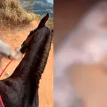 De acordo com as informações, depois de cair de exaustão, o cavalo foi agredido com cortes nas patas e golpes de faca no abdômen | Foto: Reprodução/Redes sociais
