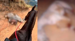 De acordo com as informações, depois de cair de exaustão, o cavalo foi agredido com cortes nas patas e golpes de faca no abdômen | Foto: Reprodução/Redes sociais
