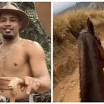 Cavalo Bananal