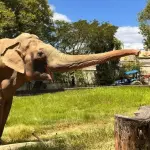 Elefante Sandro
