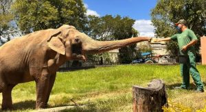 Elefante Sandro