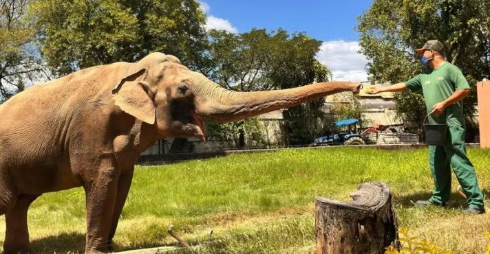 Elefante Sandro