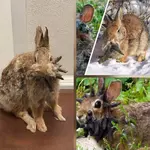 Estruturas que parecem chifres em coelhos