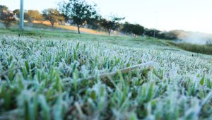 Geada em Campo Mourão, na região centro-oeste do Paraná, com temperaturas oscilando entre 8° C e 10° C - 31/7/2025 | Foto: Dirceu Portugal/FotoArena/Estadão Conteúdo