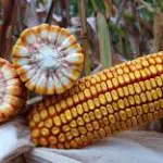 O subproduto do milho não compete com a produção de alimentos | Foto: Reprodução/PXHere