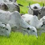 No programa A Força do Agro desta segunda-feira, 4, o espectador vai descobrir como a atual situação entre Brasil e Estados Unidos pode afetar produtores e consumidores brasileiros | Foto: Wenderson Araujo/CNA