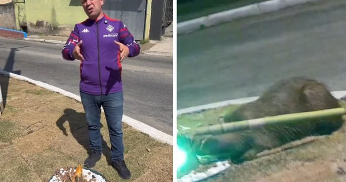 Capivaras são frequentemente encontradas às margens do Rio Paraíba do Sul, que fica próximo ao local | Foto: Reprodução/Redes sociais