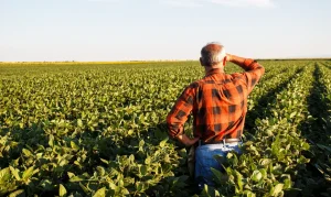 homem no campo