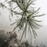 previsão do tempo com geada declínio de temperatura e chuvas intensas e frio