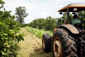 Agro de São Paulo registra bons números em 2025