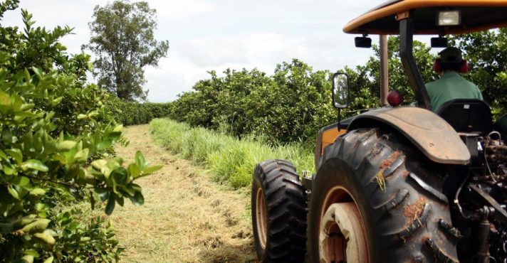 Agro de São Paulo registra bons números em 2025