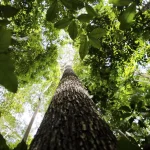 Em A Força do Agro desta quinta-feira, 11, o espectador vai entender por que Mato Grosso deve sair da Amazônia Legal | Foto: Marcelo Camargo/Agência Brasil