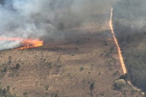 Fogo destrói quase 6% da Floresta Nacional de Brasília