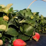 Fermentação natural das frutas pode explicar o desenvolvimento do gosto pelo álcool junto aos homens | Foto: Valter Campanato/Agência Brasil