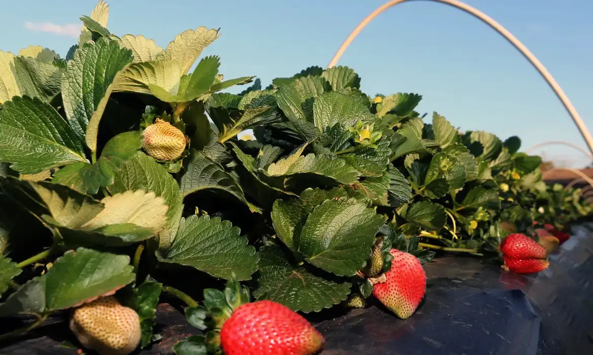 Fermentação natural das frutas pode explicar o desenvolvimento do gosto pelo álcool junto aos homens | Foto: Valter Campanato/Agência Brasil