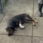 Cão Irajá é baleado por traficantes no Rio de Janeiro