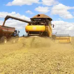 produção grãos soja milhao arroz algodão