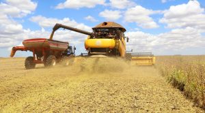 produção grãos soja milhao arroz algodão